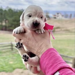 Miss Pink - Light golden female Golden Retriever puppy in Jasper, Tennessee from Suncoast Goldens