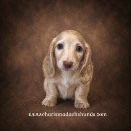 Oliver - Cream male Dachshund puppy in Mountainburg, Arkansas from Charisma Dachshunds