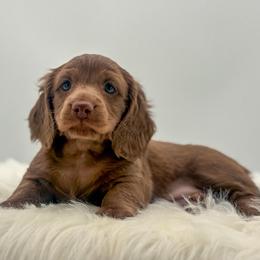 Clyde - Chocolate male Dachshund puppy in Litchfield, Illinois from Charmm Dachshunds