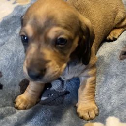 Sandford - Cream male Dachshund puppy in Massachusetts from Honey Bee Dachshunds