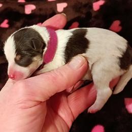 Tori - Parti female Miniature Schnauzer puppy in Midland, Texas from Shebbies Puppy Palace
