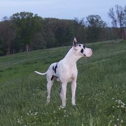 Great Dane All Grown Up from Boulder View Danes