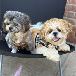 Shih Tzu puppies from Delinda Shih Tzus