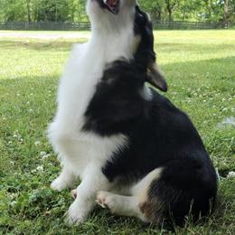 American Corgis and Pembroke Welsh Corgis from Cole's Corgi Compound