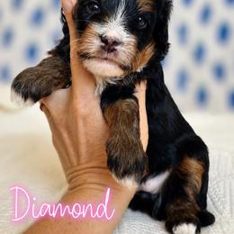 Diamond - Tri-color female Bernedoodle puppy in Peoria, Arizona from Grand Canyon Bernedoodles