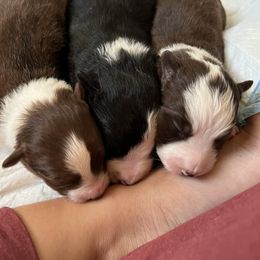 Border Collie Puppies from Pineview Farm