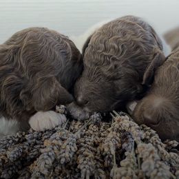 Poodles from Belliams Poodle Corral
