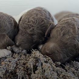 Poodles from Belliams Poodle Corral