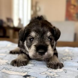Mr Navy - Salt and pepper male Miniature Schnauzer puppy in Wildomar, California from My Angel Schnauzers