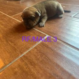 Boy 3 - Red male Staffordshire Bull Terrier puppy in Longview, Texas from PWH Farms