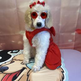 Ava - Parti female Poodle puppy in Mobile, Alabama from Semmy’s Standard Poodle LLC