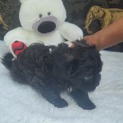 Shichon Puppies from Reynolds family