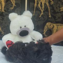 Shichon Puppies from Reynolds family