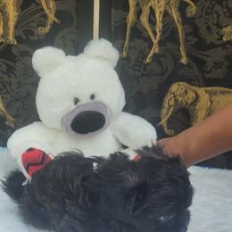 Shichon Puppies from Reynolds family