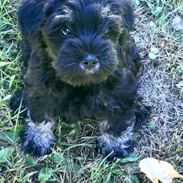Miniature Schnauzer Puppies from Divine Miniature Schnauzers