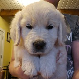 Green Collar Boy - Light golden male Golden Retriever puppy in Gunnison, Utah from The Golden Virtues