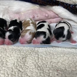Cavalier King Charles Spaniel Puppies from Chestnut Valley Cavs