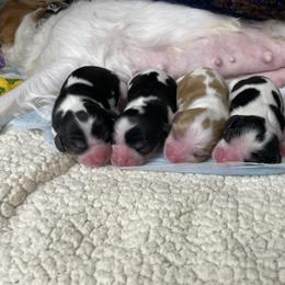 Cavalier King Charles Spaniel Puppies from Chestnut Valley Cavs