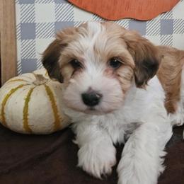 Havanese from Mead's Havanese