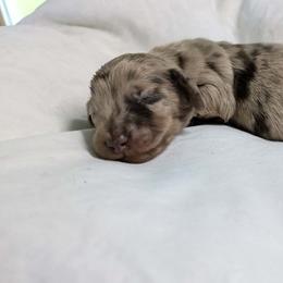 Otis - 3425 - Dapple male Dachshund puppy in Sonora, Kentucky from Maple Hill Miniature Dachshunds