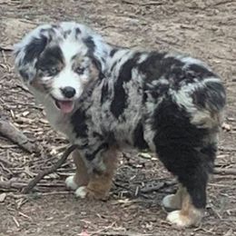 Australian Shepherds and German Shepherds from Bigler Ranch Shepherds