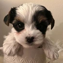 Yorkshire Terrier puppies from Yorkshire terrier