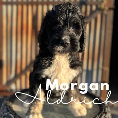 Morgan Aldrich - Saint Berdoodle puppy in Mesa, Arizona from Desert Bohunk Doodles and Branded Bullies