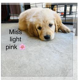 Mr. Brown - Golden male Golden Retriever puppy in Carmichael, California from Sadie Lane Family Goldens