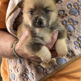 Boy 4 - Red male Pembroke Welsh Corgi puppy in Moulton, Alabama from Reed's Pembroke Corgi Welsh