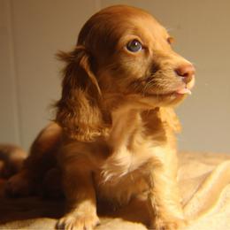 Sage - Cream female Dachshund puppy in Hazlehurst, Georgia from DrakeFire Dachshunds