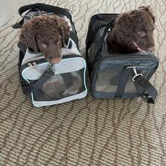 Curly-Coated Retriever Puppies from Betacoil Curly Coated Retrievers