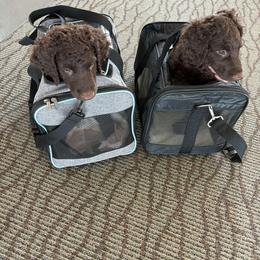 Curly-Coated Retriever Puppies from Betacoil Curly Coated Retrievers