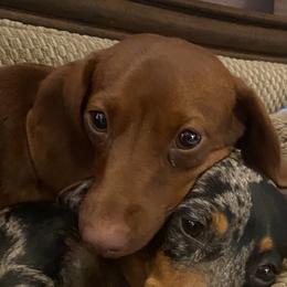 Jenny - Dachshund