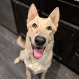 Ariel - German Shepherd