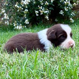 Hunter - Red tri-color male Australian Shepherd puppy in Mount Vernon, Texas from RJ's Aussie Posse
