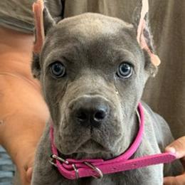 Hot Pink Collar Girl - AKC and ICCF - Callie x Lawman - Gray female Cane Corso puppy in Gorman, Texas from McOmber Country Kennels