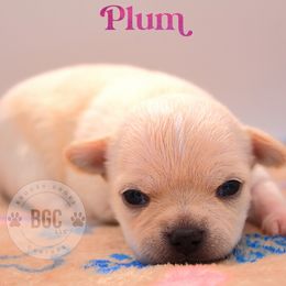 Plum - Cream female Chihuahua puppy in Forsyth, Georgia from Brooks Grove Canines LLC