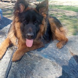 German Shepherd Puppies from Whispering Wood's German Shepherds