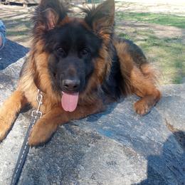 German Shepherd Puppies from Whispering Wood's German Shepherds