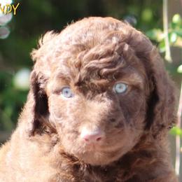Aussiedoodle, Australian Shepherd, and Miniature Australian Shepherd Puppies from God’s Little Aussies