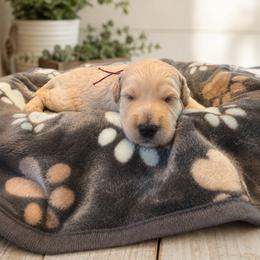Faith - Cream female Goldendoodle puppy in Portland, Tennessee from Happy_Tails_by_TJ