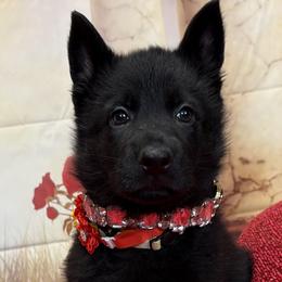 Mistique - Black female German Shepherd puppy in Yorkville, Illinois from Vom Archbold Haus World Class German Shepherds