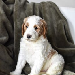 Goldendoodle Puppies from Edge Farm Goldendoodles