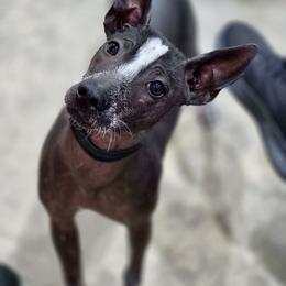 Xoloitzcuintli Puppies from Harbinger Xolos