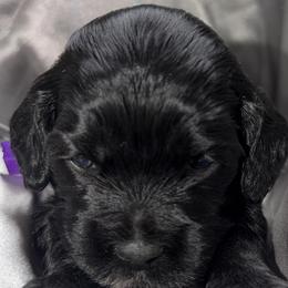 Girl 3 - female Cockapoo puppy in Richton, Mississippi from Magnolia Hill Doodles