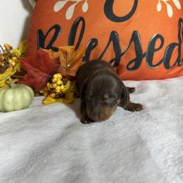 Na - Chocolate and tan female Dachshund puppy in Georgetown, Arkansas from Wyatt's Dachshunds