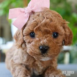 Matilda - Red female Cavapoo puppy in Salado, Texas from Red Ranch Dogs