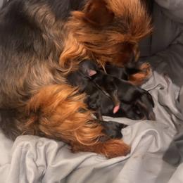 CKC Blaze - Black and tan male Yorkshire Terrier puppy in North Carolina from Many Minnie Yorkies