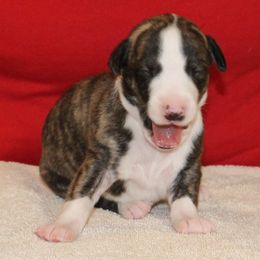 Whippet Puppies from Phasion Whippets Kimberly & Paul Norton Sr.
