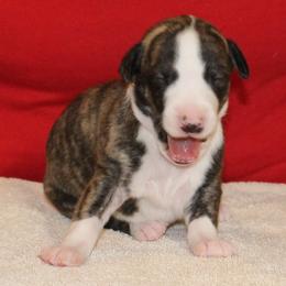 Whippet Puppies from Phasion Whippets Kimberly & Paul Norton Sr.
